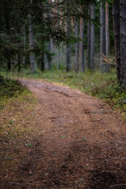 dirt road in clean pine tree forest with mud and green foliage around. dark colors - Photo, Image