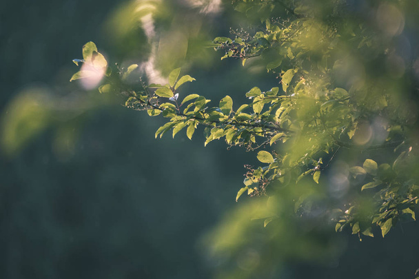 Vista di fogliame verde di albero con luce solare
 - Foto, immagini