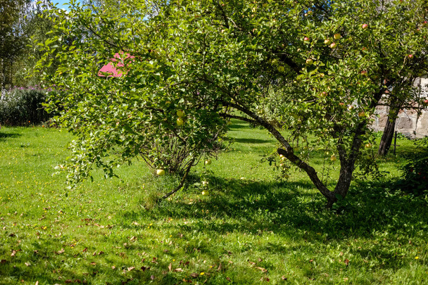Свежие яблоки висят на дереве. Садовая сцена с капли росы
 - Фото, изображение