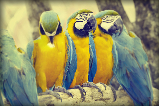 Yellow blue parrot macaw in vintage style photo - Foto, afbeelding