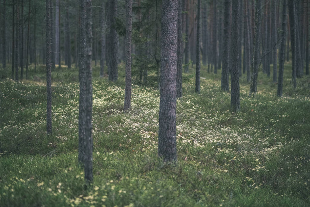 темная листва на лесной подстилке осенью. сосновый лес с мхом на деревьях - винтажный ретро-вид
 - Фото, изображение