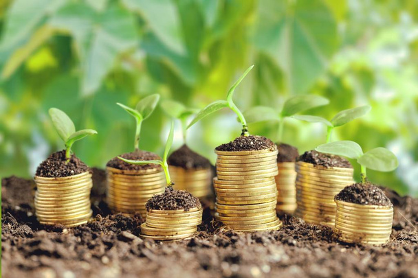 Coins in soil with young plants on blurred background - Photo, Image