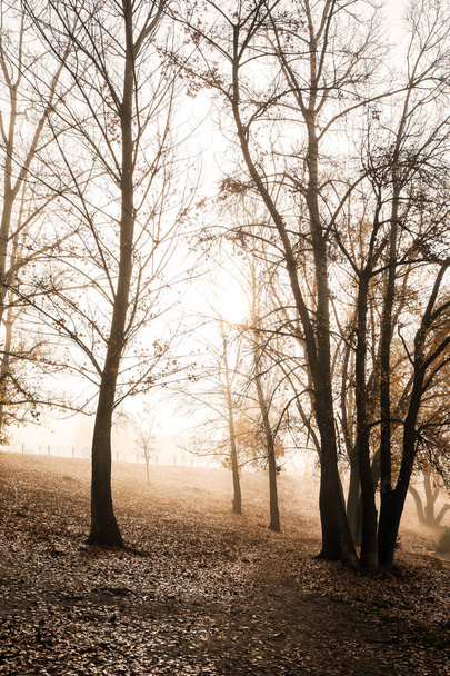 Pohled na mlhavé podzimní park v ranní - Fotografie, Obrázek