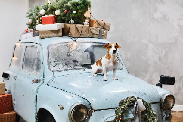 Small beagle dog sits on the hood of blue retro car with presents on the roof, decorated for Christmas and New Year holidays - Фото, изображение