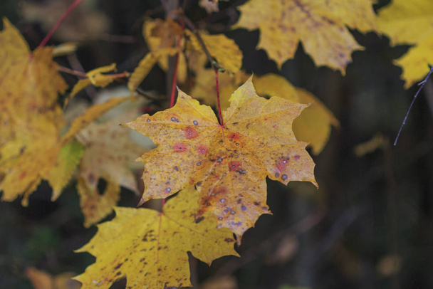 primer plano del follaje de arce de otoño, enfoque selectivo
 - Foto, Imagen