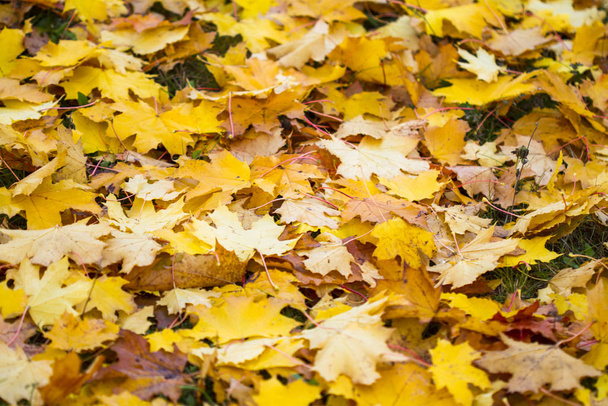 крупним планом осіннє кленове листя, вибірковий фокус
 - Фото, зображення