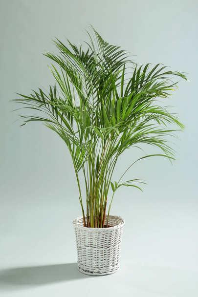 Palme décorative Areca sur fond clair
 - Photo, image