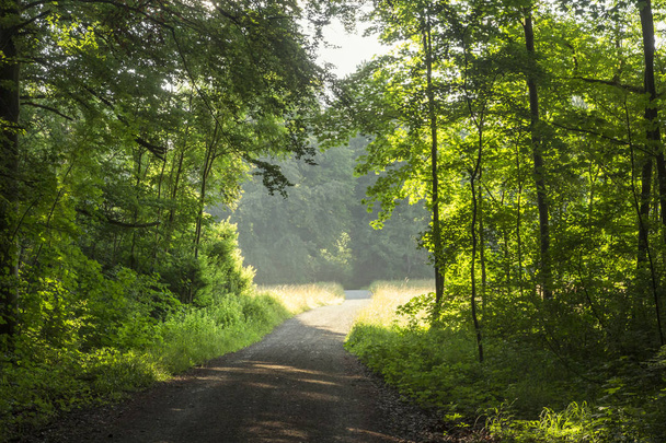 Nézd a vidéki úton nyári erdőben - Fotó, kép