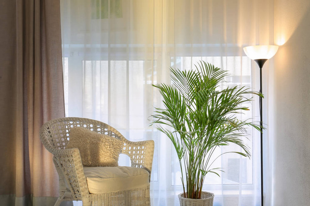 Interior of modern room with decorative Areca palm in pot - Фото, зображення