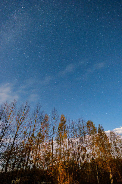 alberi nudi al mattino autunnale con cielo stellato sullo sfondo
 - Foto, immagini