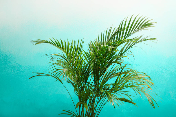 Palme décorative Areca sur fond de couleur
 - Photo, image