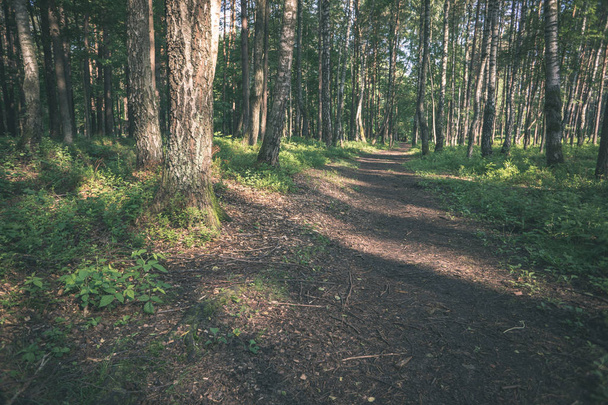Простая сельская лесная дорога в перспективе с листьями и деревьями вокруг - винтажный ретро-вид
 - Фото, изображение