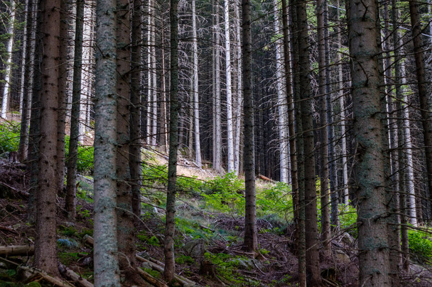 evergreen forest with spruce and pine tree under branches. low light details with trunks and empty ground - Foto, Imagem