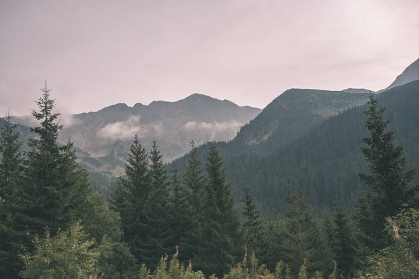 Nublado y brumoso eslovaco occidental Cárpatos Tatra horizonte de la montaña cubierto de bosques y árboles a principios de otoño colores vintage aspecto retro
 - Foto, Imagen