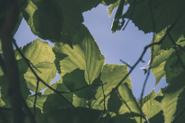 Hojas de follaje verde fresco en la luz de la mañana contra el fondo borroso y el cielo azul
 - Foto, imagen