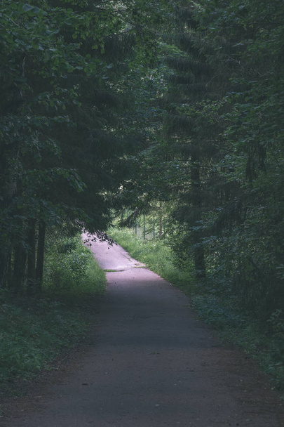 onverharde weg in schone dennenbos met modder en groen gebladerte rond. donkere kleuren - vintage retro look - Foto, afbeelding