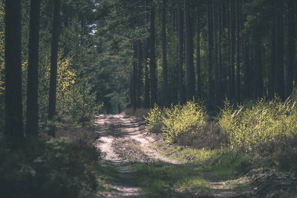 simple countryside forest road in perspective with foliage and trees around - vintage retro look - Foto, afbeelding