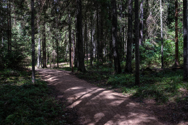 camino de tierra en bosque limpio de pinos con barro y follaje verde alrededor. colores oscuros
 - Foto, Imagen