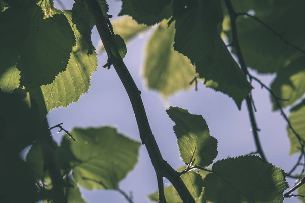 folhas de folhagem verde fresco na luz da manhã contra o fundo borrão e céu azul - vintage olhar retro
 - Foto, Imagem