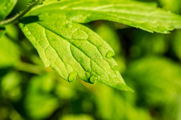 зелене літнє листя деталі абстрактного фону. листя, трава, бутіки і гілки
 - Фото, зображення