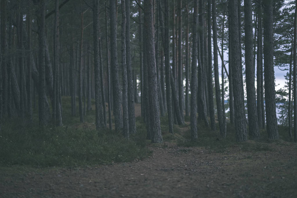 χωματόδρομο στο καθαρό πεύκο δάσος με λάσπη και πράσινο φύλλωμα γύρω. σκούρα χρώματα - Φωτογραφία, εικόνα