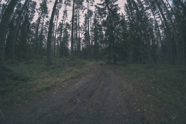 camino de tierra en bosque limpio de pinos con barro y follaje verde alrededor. colores oscuros - aspecto retro vintage
 - Foto, imagen
