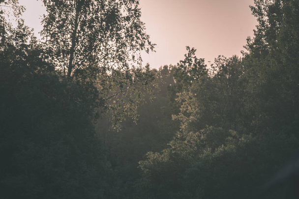 hojas de árbol de follaje verde fresco en la luz de la mañana contra el fondo borroso y el cielo azul - aspecto retro vintage
 - Foto, imagen