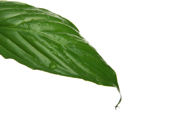 Wet leaf - Valokuva, kuva