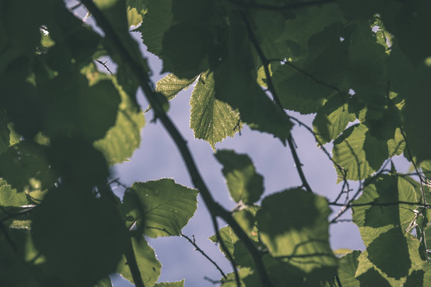 čerstvé zelené listí stromů listy v ranní světlo proti rozostření pozadí a modré oblohy - vintage retro vzhled - Fotografie, Obrázek