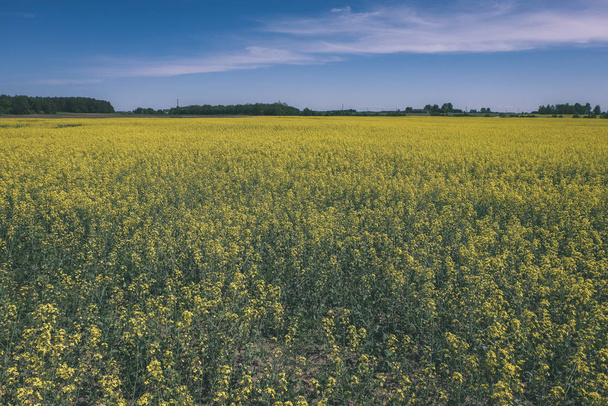 világos sárga mezők a vidéki mezőgazdasági földterületek - vintage retro kinézetét repce - Fotó, kép