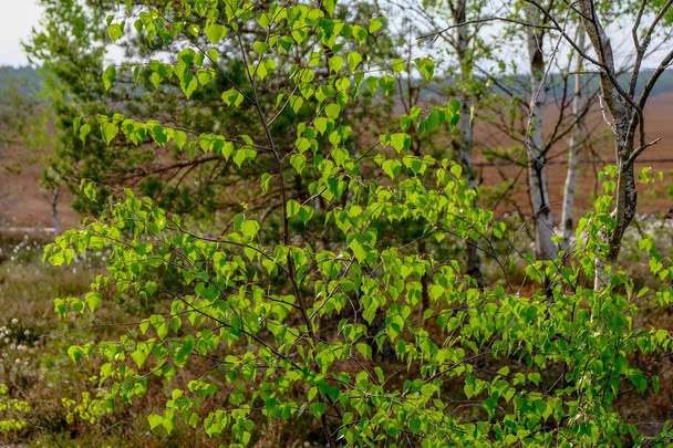ландшафтный вид на болотистую местность с одинокими соснами и лугами в зеленой летней листве
 - Фото, изображение
