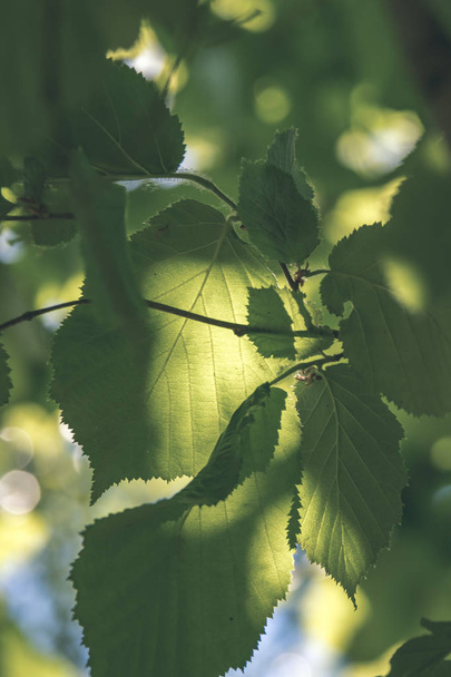 Folhagem verde fresca folhas de árvore na luz da manhã contra o fundo borrão e céu azul
 - Foto, Imagem