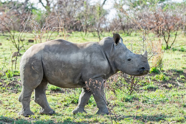 ternera de rinoceronte blanco en hábitat natural en la sabana del sur de África
 - Foto, Imagen