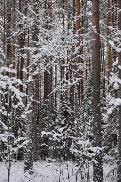 Late autumn in the forest after the snowfall. The trees are covered with heavy snow caps. - Photo, image