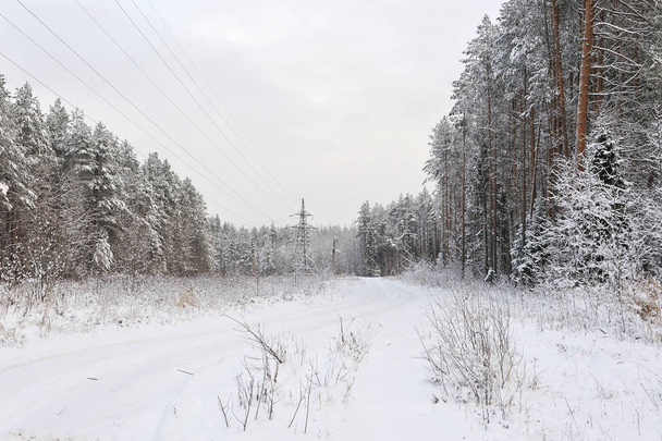 Hoogspanningslijn in het forest in een van de ijzige dagen. De bomen zijn bedekt met zware sneeuwval caps. - Foto, afbeelding