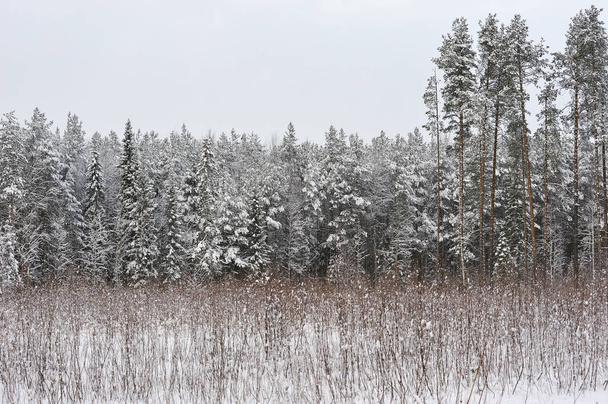Пізня осінь в лісі після снігопадів. Дерева покриті важкими сніговими шапками. Лінія електропередач працює на передньому плані перед деревами
. - Фото, зображення