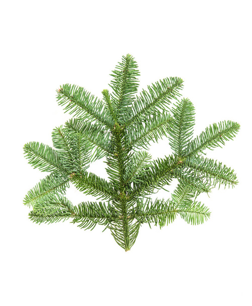 Christmas tree branch isolated on white background. Pine sprig. Fresh green fir - Photo, Image