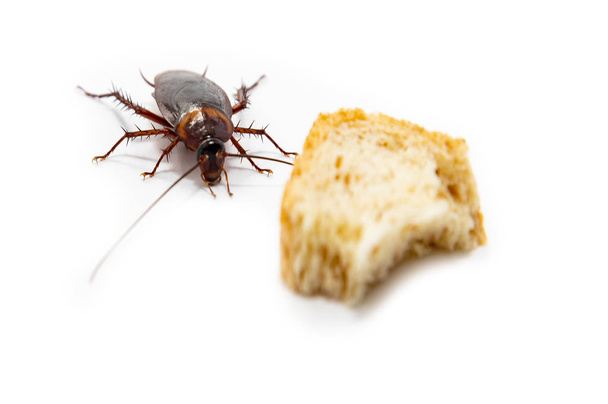 Kakerlaken finden Nahrung, die weißen Hintergrund isoliert. - Foto, Bild