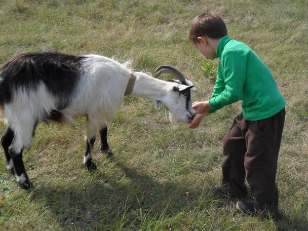 niño jugando con una cabra blanca en el prado, otoño, Poltava, Ucrania - Foto, imagen