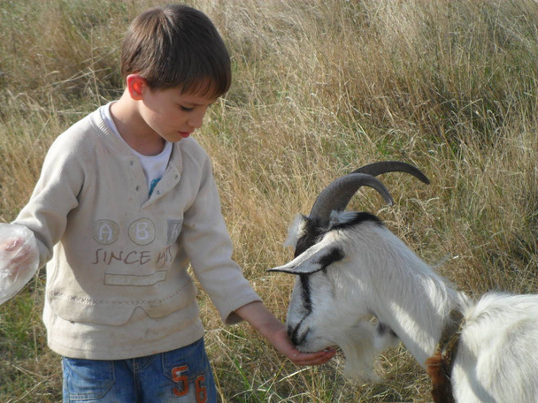 chlapec krmí kozu na louce, podzim, Poltava, Ukrajina - Fotografie, Obrázek