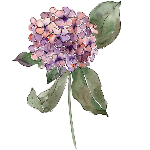 Purple hydrangea flower with green leaves. Isolated hydrangea illustration element. Watercolor background set. - Photo, Image