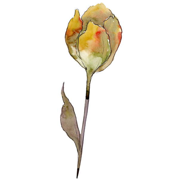 緑の葉と黄色のチューリップの花。分離されたチューリップの図要素。水彩画背景イラスト セット. - 写真・画像