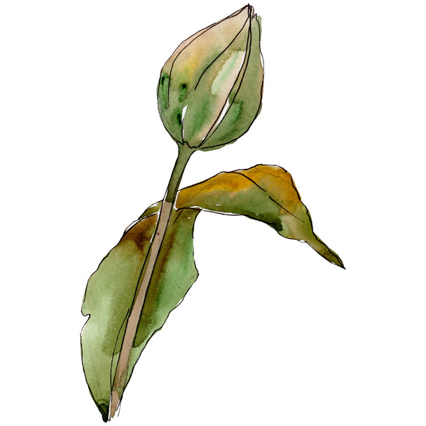 Bud tulip flower with green leaf. Isolated tulip illustration element. Watercolor background illustration set. - Photo, Image