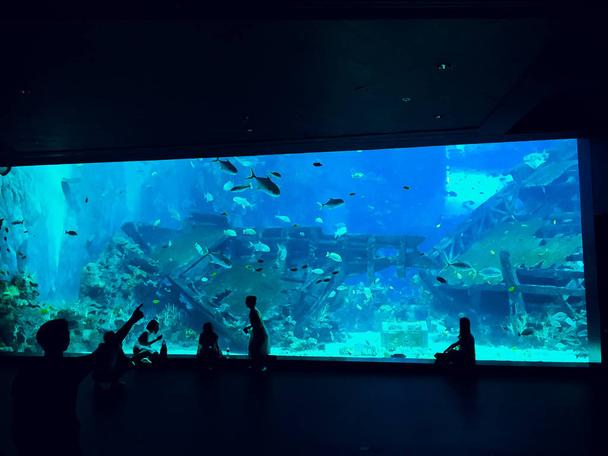 People observing fish at the aquarium - Foto, Bild