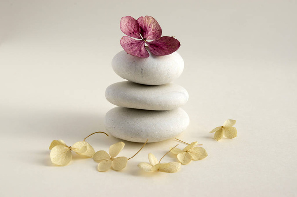 Harmony and balance, cairns, simple poise stones on white background, rock zen sculpture, five white pebbles, single tower, simplicity, dry hydrangea white and red flowers - Photo, image