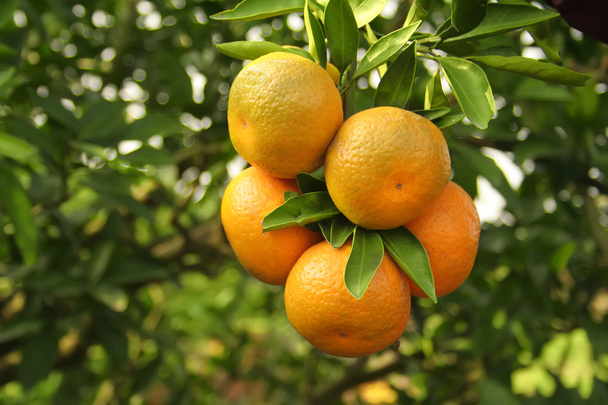 πορτοκάλια σε ένα δέντρο - Φωτογραφία, εικόνα