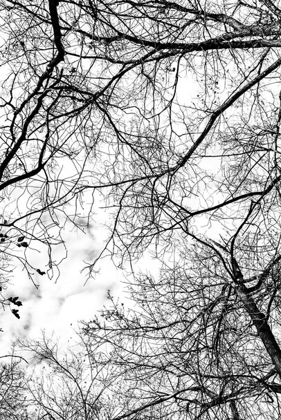 Silueta de ramas de árbol sobre fondo blanco - Foto, imagen