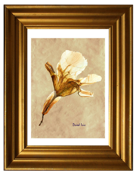 Гербарий из прессованного и сушеного цветка Ирис в рамке
 - Фото, изображение