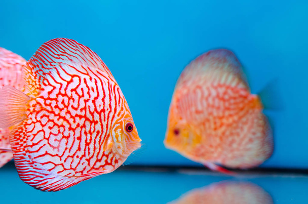 美しい円盤投げの魚 (熱帯魚の一種) - 写真・画像