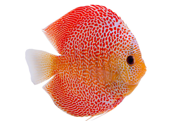 Красиво риби Дискуси Пенанг виверження (Symphysodon) - Фото, зображення